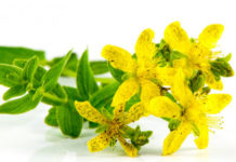 Bush Flower: fiori australiani per il benessere fisico ed emozionale