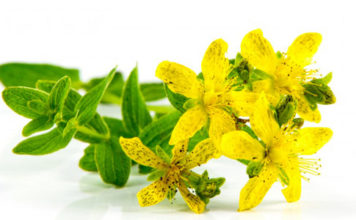 Bush Flower: fiori australiani per il benessere fisico ed emozionale