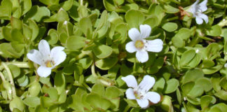 Ricostituenti naturali per il cervello