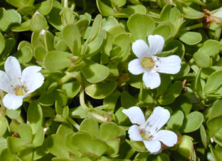 Ricostituenti naturali per il cervello