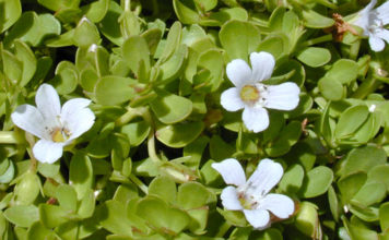 Ricostituenti naturali per il cervello