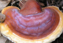 I funghi medicinali e le loro proprietà curative