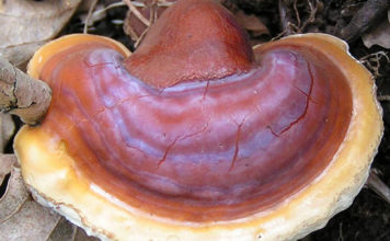 I funghi medicinali e le loro proprietà curative