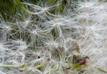 Rimedi naturali contro le allergie ai pollini