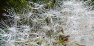 Rimedi naturali contro le allergie ai pollini