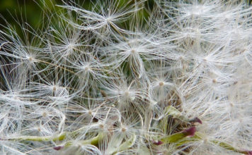 Rimedi naturali contro le allergie ai pollini