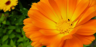 Colliri e gocce oculari naturali