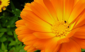 Colliri e gocce oculari naturali