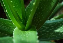 Aloe vera come cosmetico naturale