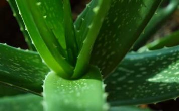 Aloe vera come cosmetico naturale