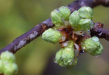 Come impiegare i gemmoderivati e le tinture madri