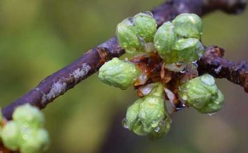 Come impiegare i gemmoderivati e le tinture madri