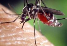 Lotta alle zanzare senza insettica