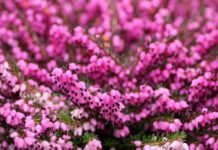 Le proprietà immunomodulanti dei fiori di erica