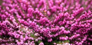 Le proprietà immunomodulanti dei fiori di erica