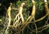 Ginseng per migliorare la concentrazione