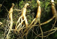 Ginseng per migliorare la concentrazione