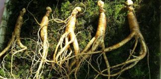Ginseng per migliorare la concentrazione