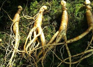 Ginseng per migliorare la concentrazione