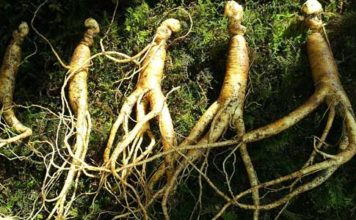 Ginseng per migliorare la concentrazione