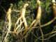 Ginseng per migliorare la concentrazione