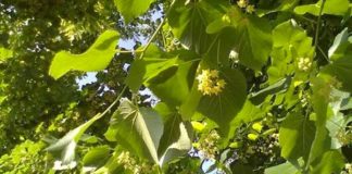 Problemi di forfora? Ecco alcuni consigli