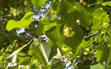 Problemi di forfora? Ecco alcuni consigli